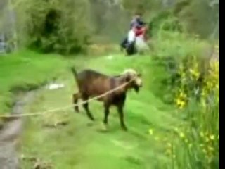 Goat yelling like a man!!