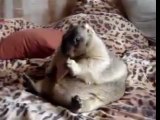Fat marmot eating a craker