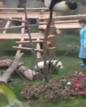 Baby Panda Can't Find Way Down from Tree
