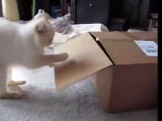Cat Likes Touching Stuff