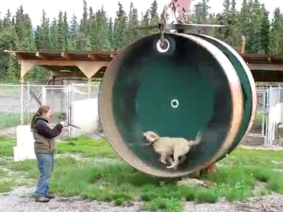 hamster
