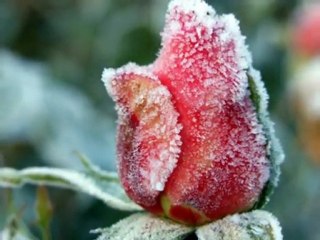 Belle Roses pour un Ange !!