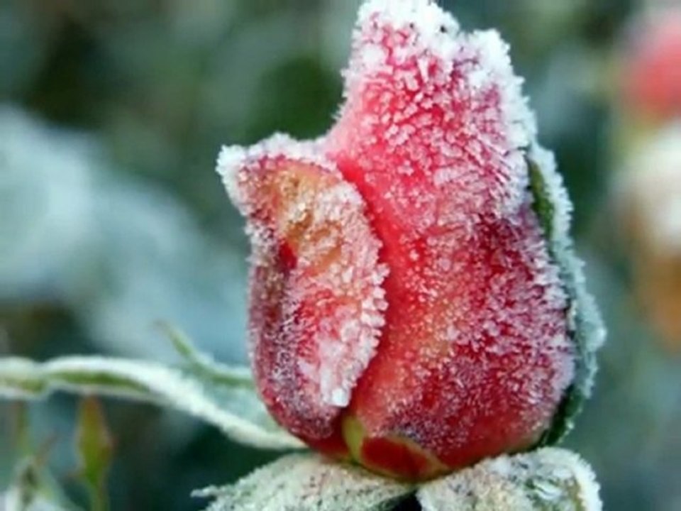 Belle Roses pour un Ange !!