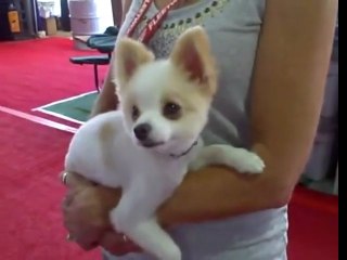 Small Dog or Small Bear: Pomeranian with a Unique Haircut