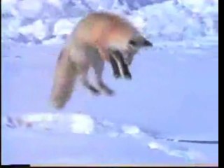 Fox Catches Mouse Two Feet Under Snow