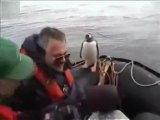 Penguin Escapes Orcas