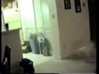 Crazy Cat Attacking Spuds Dog