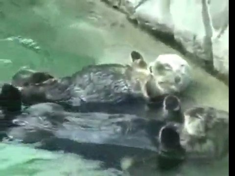 Otters holding hands