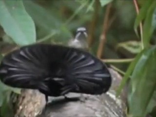 The Coolest Bird In The Planet