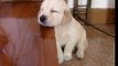 Golden retriever Puppy falling asleep