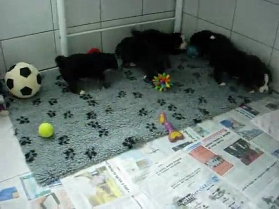 chiots à 4 semaines