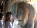 Küçük kız, aslanı fena kızdırdı videosunu izle