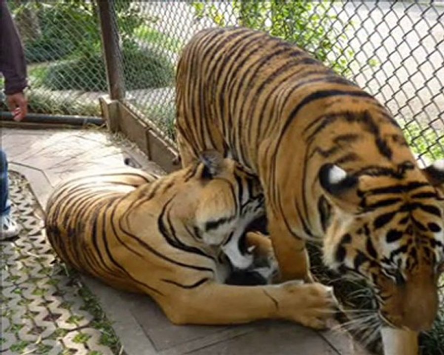 tiger kingdom thailande