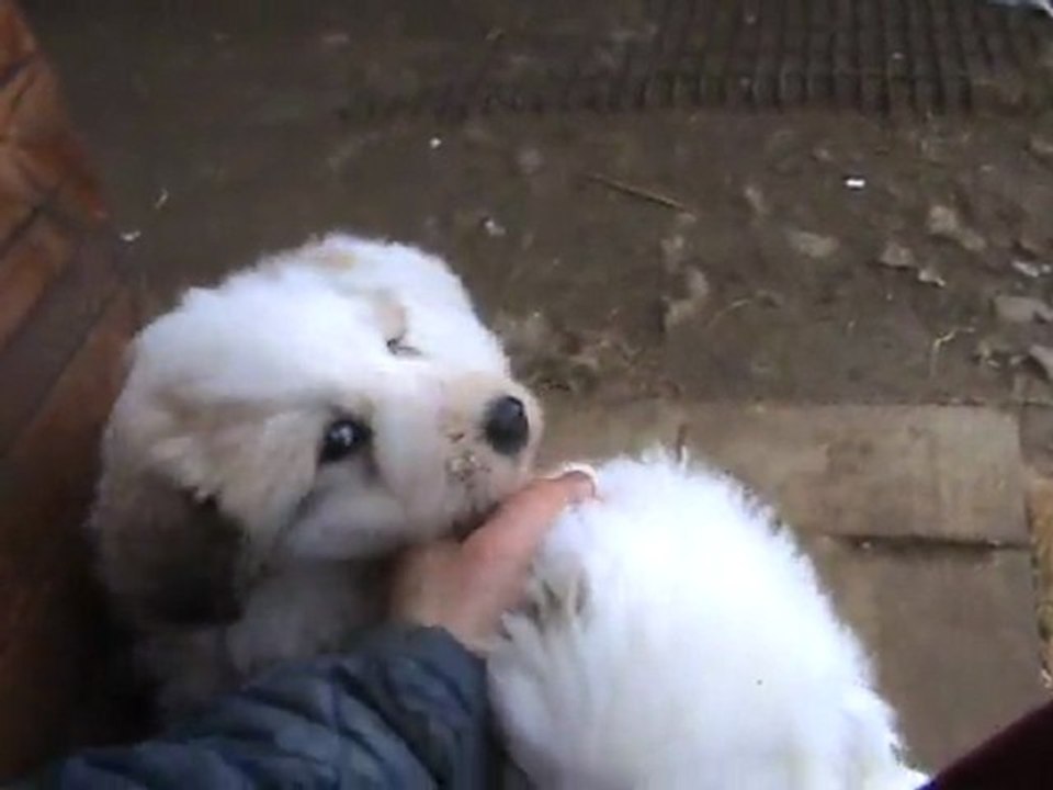 Belle Epoque della rocca dei patous ♥ x ♥ Fripon della rocca dei patous