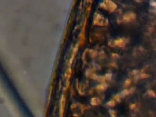 Nais communis 貧毛類