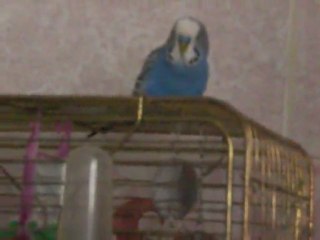 Konuşan Muhabbet Kuşu