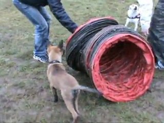 Raven et GONZO : Bébé Malou & Amis