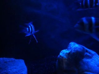 Blue Zaire Moba Dişi ilk yumurta alışı :)))