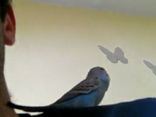 konuşan kuş maviş(4 aylık)