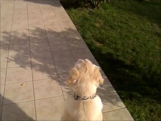 mon chien 8MOI pas touché