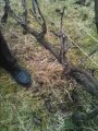 Taille de la vigne à Gouvieux 2