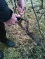 Taille de la vigne à Gouvieux