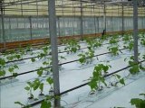 How To Plant Cucumbers in Hydroponic Greenhouse