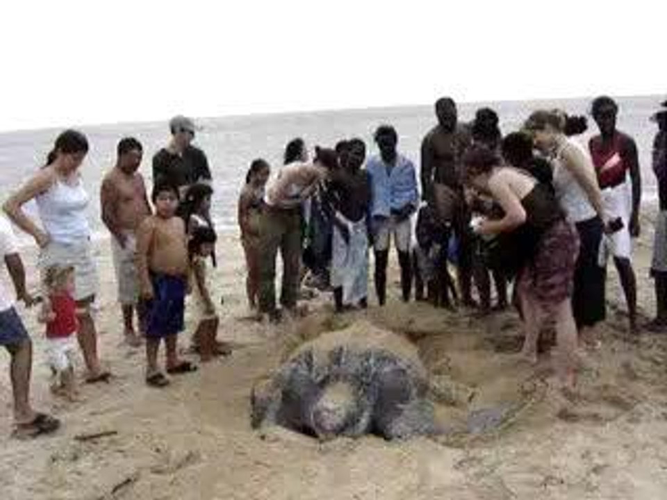 Tortue Luth