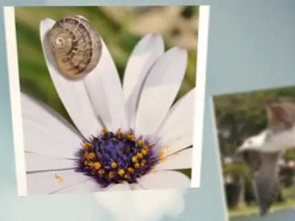 Canon EOS Rebel T2i 18 MP CMOS APS-C Digital SLR Camera | Canon EOS Rebel T2i 18 MP CMOS APS-C Preview