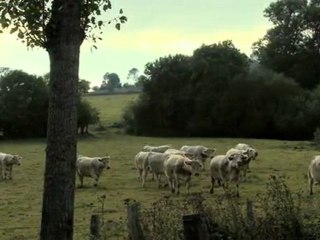 Bovines Bande annonce du film