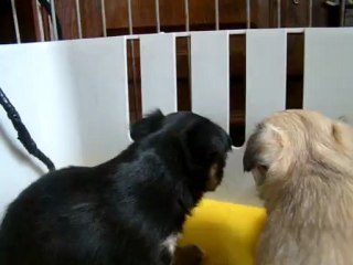 bébé chihuahua noir et feu