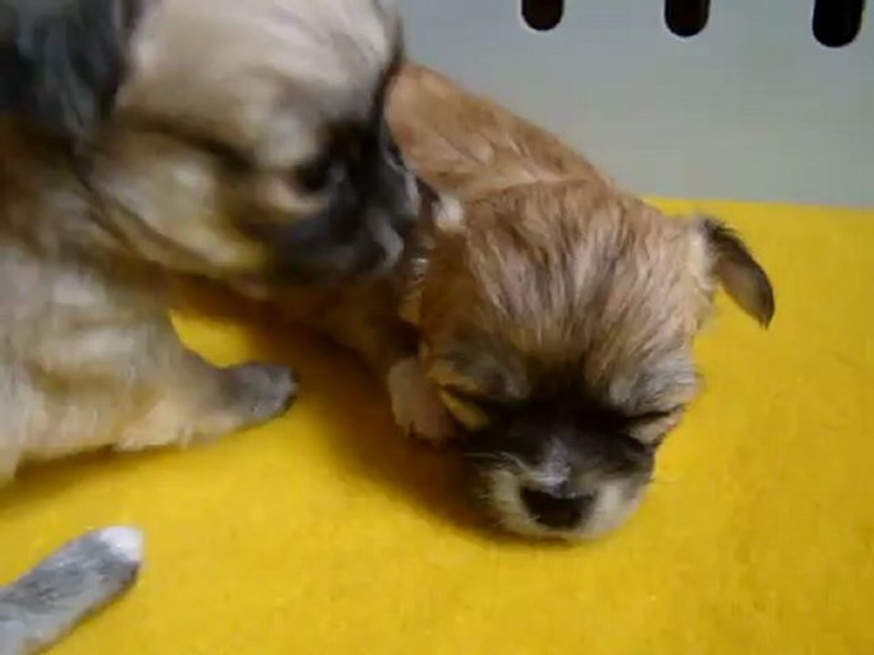 chihuahua des Etoiles du clos maral