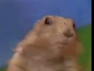 Dramatic Look Gopher