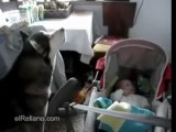 Dog Sings To Soothe Crying Baby