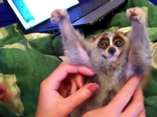 Slow Loris Loves Getting Tickled