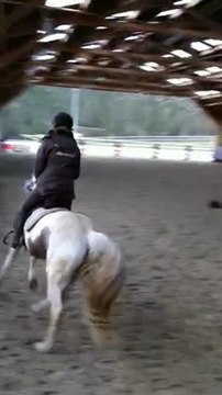 video uxi pas/trot/galop