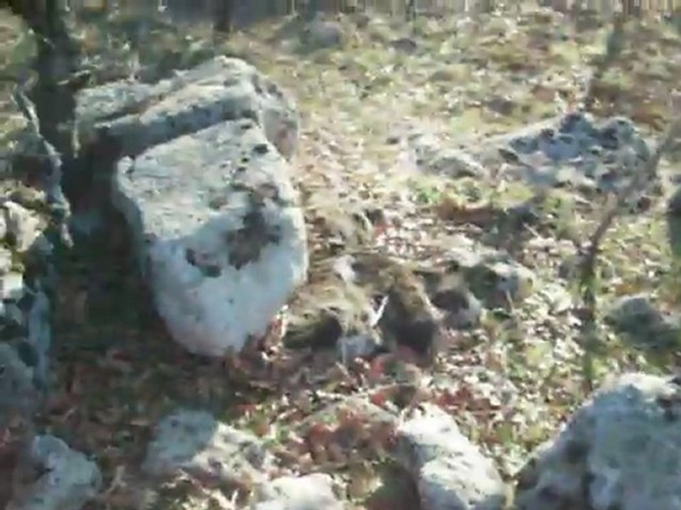 Ares ten çulluğa ferma, vuruş ve aport.