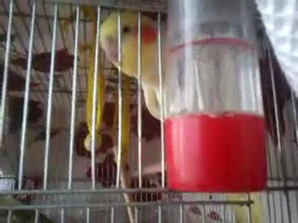 Video0082