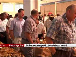 Zimbabwe - Une production de tabac record