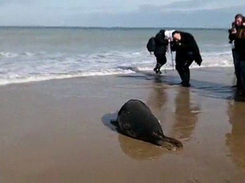 Relâcher de Magalie, phoque gris, à Sangatte