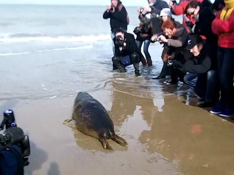 Relâcher de Schnuffi, phoque veau-marin, à Sangatte