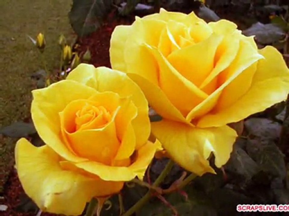 KRÓLOWA KWIATÓW RÓŻA