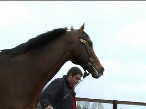 Hello Sunday, nouvel étalon au Haras des Flagues