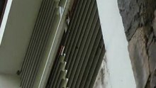 Ahuyentamiento y control de aves en Córdoba