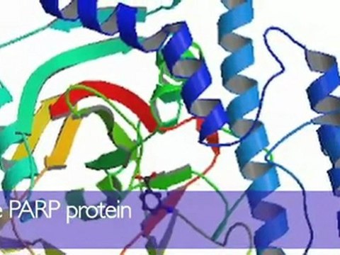 CRUK | Research and trials | Dr Ester Hammond - New use for PARP inhibitors