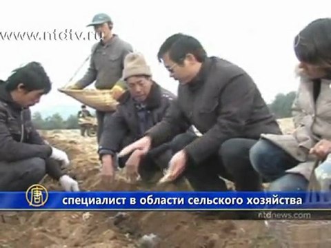 Китайские фермеры спасают картошку от засухи