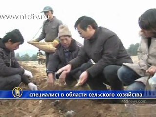 Китайские фермеры спасают картошку от засухи