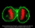 CRUK | Press releases | Understanding cell division - Dr Mark Petronczki