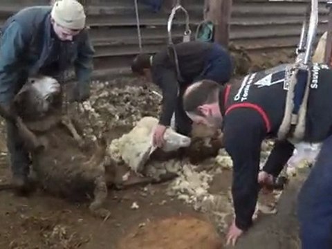 Grain de sel et la tonte des moutons à Salival