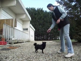 Graine De Star De L'Empire Du Phoenix